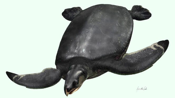 Los restos de la gigantesca ‘tortuga leviatán’ son descubiertos en los Pirineos