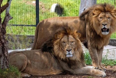 Un zoo en Australia cierra sus puertas tras la fuga de cinco leones