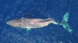 Una ballena jorobada navega 5.000 kilómetros por el Pacífico con la espalda rota