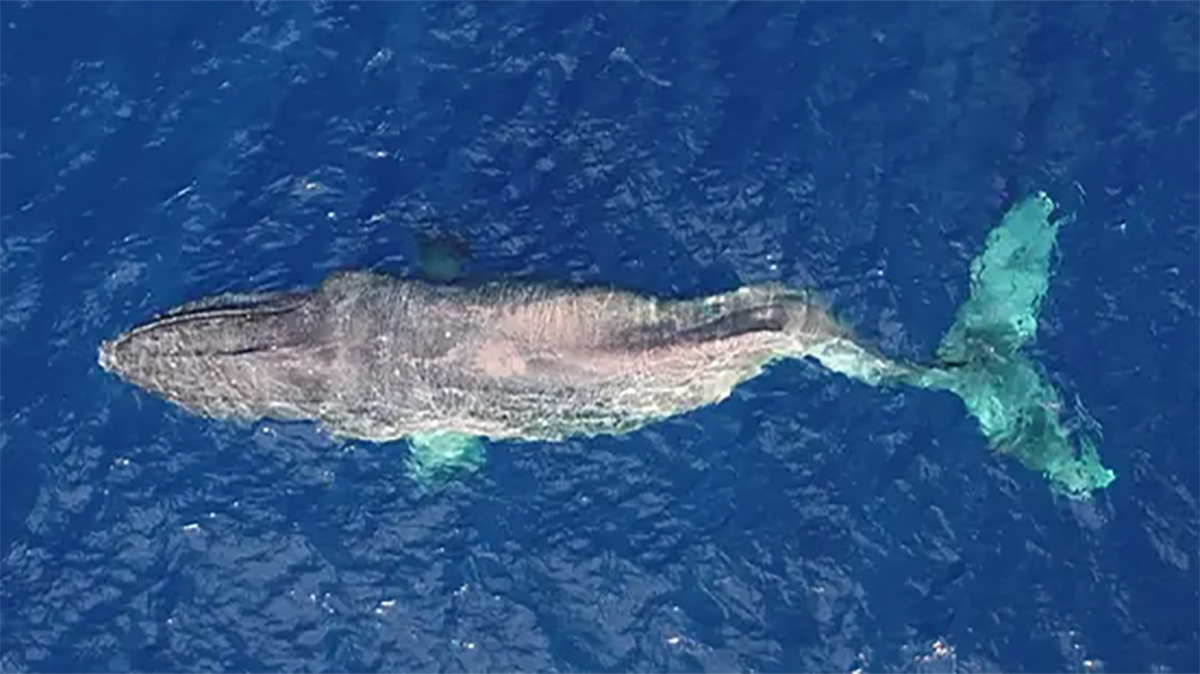 Una ballena jorobada navega 5.000 kilómetros por el Pacífico con la espalda rota