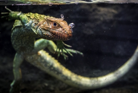 Un fósil «olvidado» adelanta el origen de los lagartos a 35 millones de años