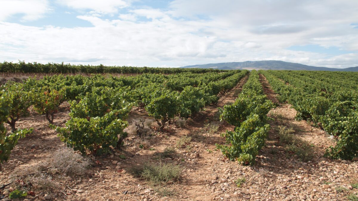 El Gobierno vasco revisará la marca de ‘Viñedos de Álava’ tras el revés de la Denominación Rioja