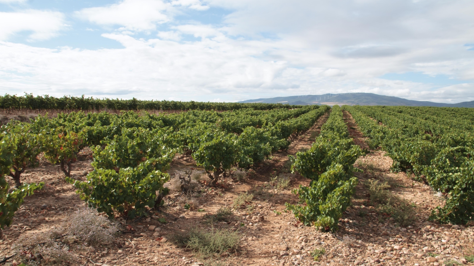 El Gobierno vasco revisará la marca de ‘Viñedos de Álava’ tras el revés de la Denominación Rioja