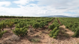El Gobierno vasco revisará la marca de 'Viñedos de Álava' tras el revés de la Denominación Rioja