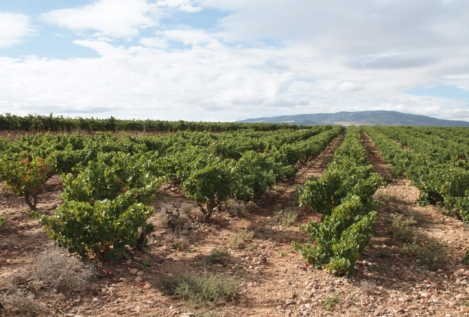 El Gobierno vasco revisará la marca de 'Viñedos de Álava' tras el revés de la Denominación Rioja