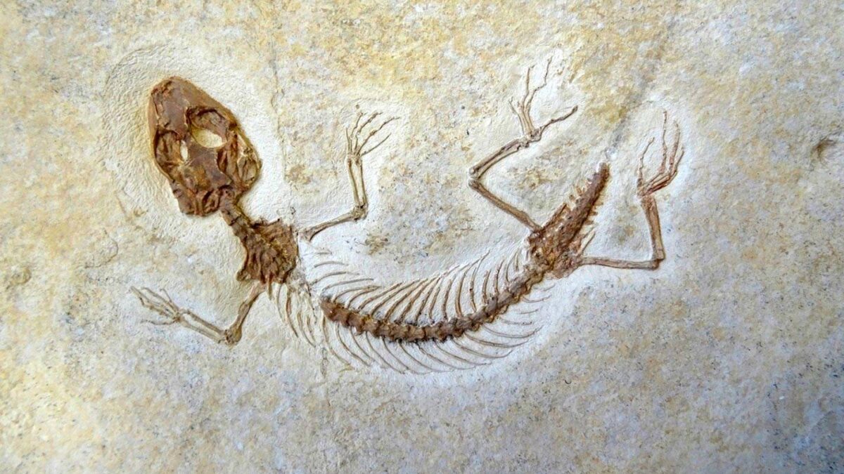 Un fósil «olvidado» demuestra que los lagartos se originaron hace 35 millones de años