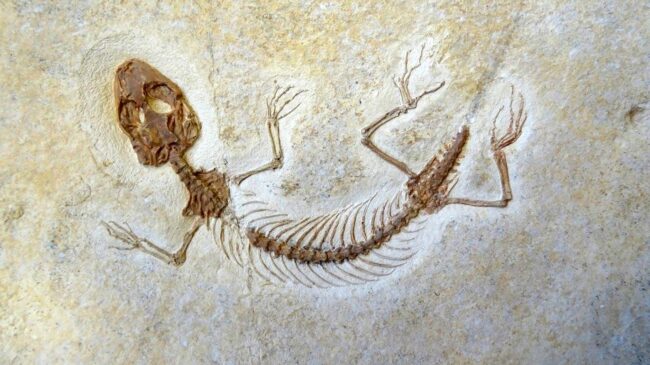 Un fósil "olvidado" demuestra que los lagartos se originaron hace 35 millones de años