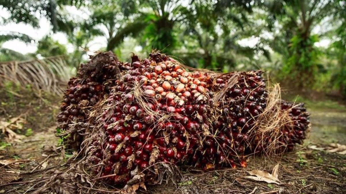 La UE veta las ventas de café, cacao o aceite de palma que causen deforestación