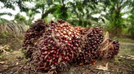 La UE veta las ventas de café, cacao o aceite de palma que causen deforestación