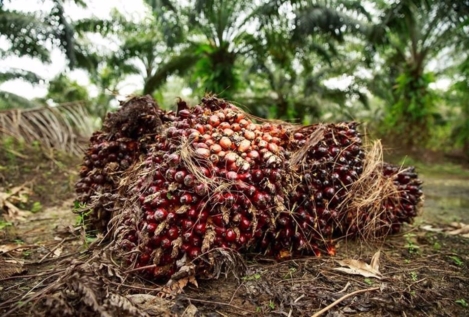 La UE veta las ventas de café, cacao o aceite de palma que causen deforestación