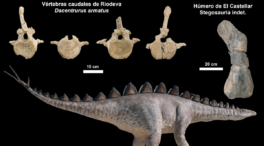 Los estegosaurios fueron los reyes del Este de la Península Ibérica durante el Jurásico