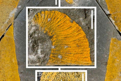 Hallan dos nuevos gusanos marinos 'gigantes' del Paleozoico en Marruecos