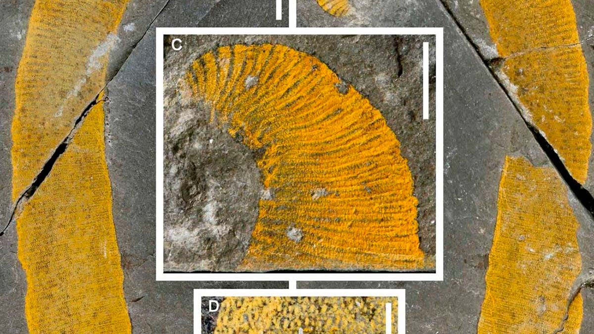 Hallan dos nuevos gusanos marinos ‘gigantes’ del Paleozoico en Marruecos