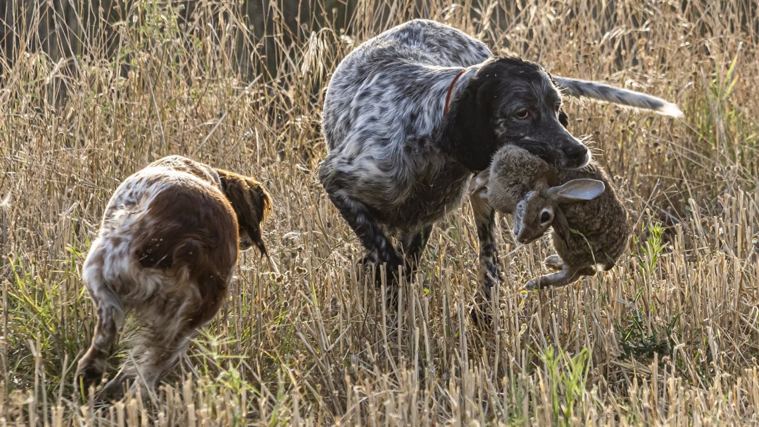 Los socios de Gobierno siguen sin llegar a un acuerdo sobre los perros de caza en la ‘ley animal’