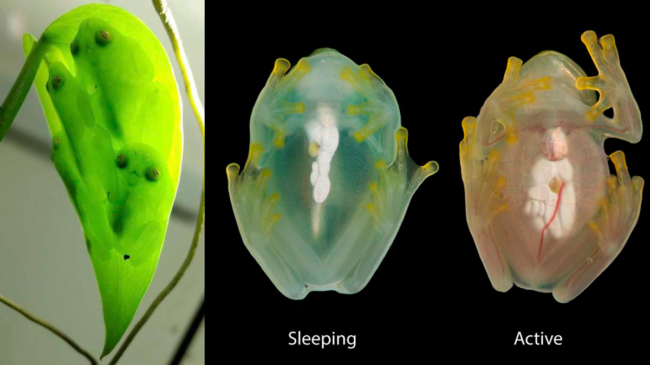Las ranas de cristal 'esconden' sangre en el hígado mientras duermen