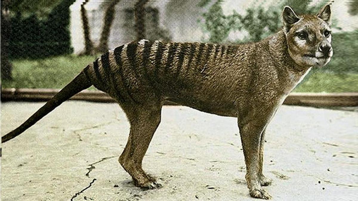 Encuentran los restos del último tigre de Tasmania en el armario de un museo 85 años después de su extinción