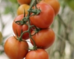 Piden a Agricultura que deje usar un producto prohibido para salvar la producción de tomate