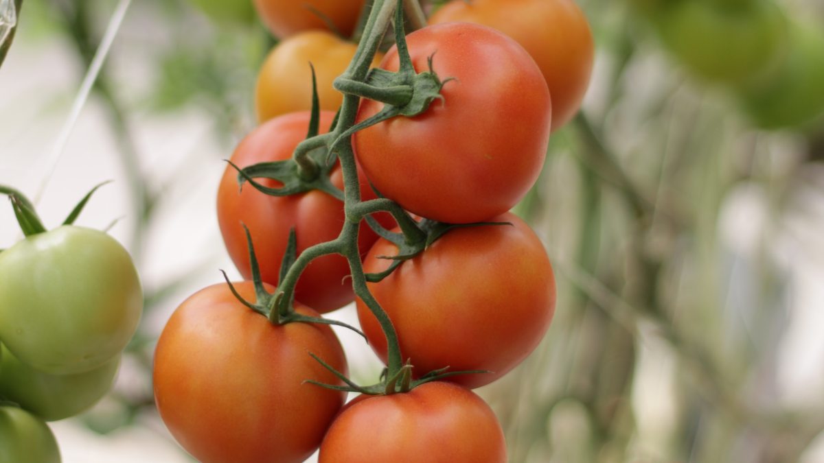 Piden a Agricultura que deje usar un producto prohibido para salvar la producción de tomate