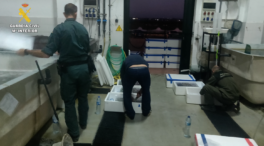 La Guardia Civil interviene más de 190 kilos de angulas en el Puerto de Algeciras