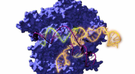 Un equipo científico resucita los ancestros de la herramienta de edición genética CRISPR Cas