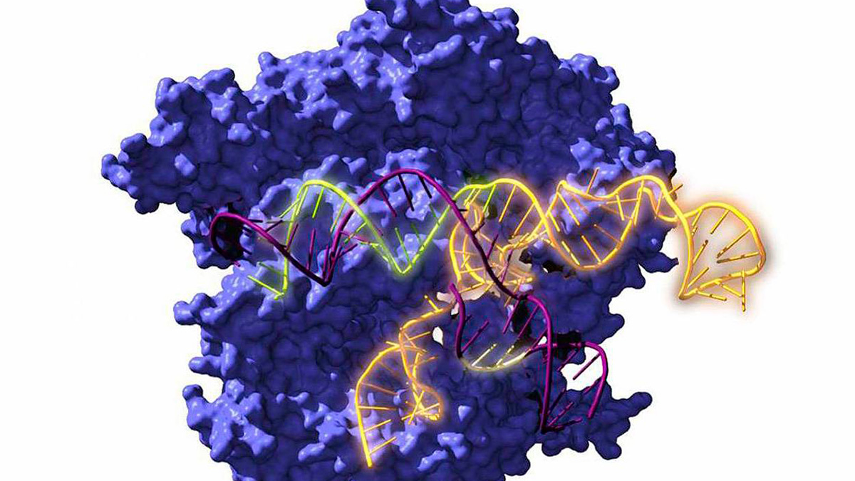 Un equipo científico resucita los ancestros de la herramienta de edición genética CRISPR Cas