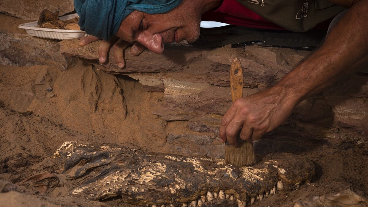 (VÍDEO) La «sorpresa arqueológica» de unos investigadores españoles en Egipto: diez momias de cocodrilos en una tumba «intacta»