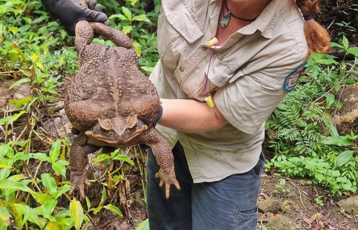 ‘Sapodzilla’, el «monstruo» sapo de caña de 2,7 kilos encontrado en Australia