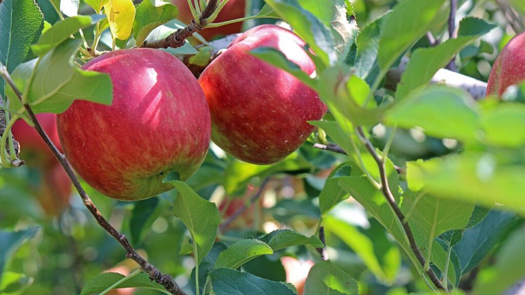 Manzanas en un árbol. 