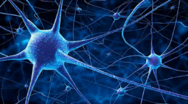 Logran cultivar neuronas maduras para estudiar enfermedades neurodegenerativas