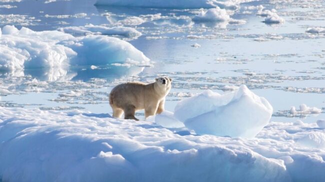 Un oso polar mata a dos personas en el oeste de Alaska (Estados Unidos)