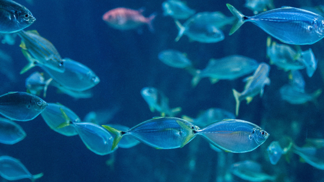 Los peces perdidos encuentran el rumbo gracias a su 'cerebro ancestral'