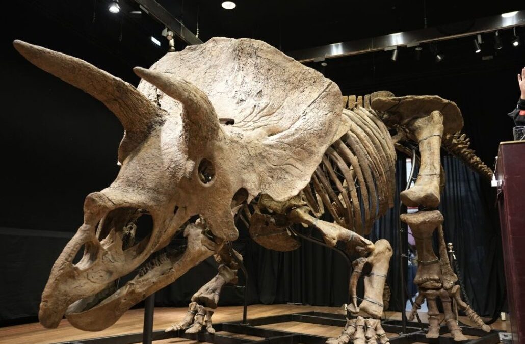 El mayor Triceratops jamás descubierto de hace unos 66 millones de años, exhibido en un museo