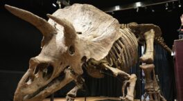 El mayor Triceratops jamás descubierto de hace unos 66 millones de años, exhibido en un museo