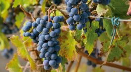 La uva tinta más borgoñona en cinco vinos españoles