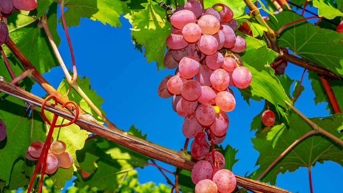 Un racimo de uvas. 