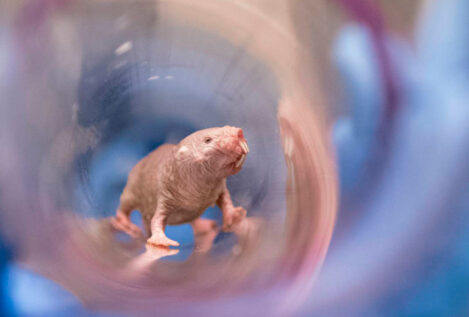 Desvelan el misterio de la excepcional fertilidad de los ratopines rasurados