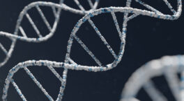 Científicos españoles descubren que algunas secuencias de ADN cambian con el entorno