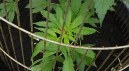 Países Bajos ensayará el cultivo controlado de marihuana con un programa piloto