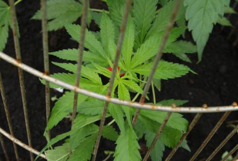 Países Bajos ensayará el cultivo controlado de marihuana con un programa piloto