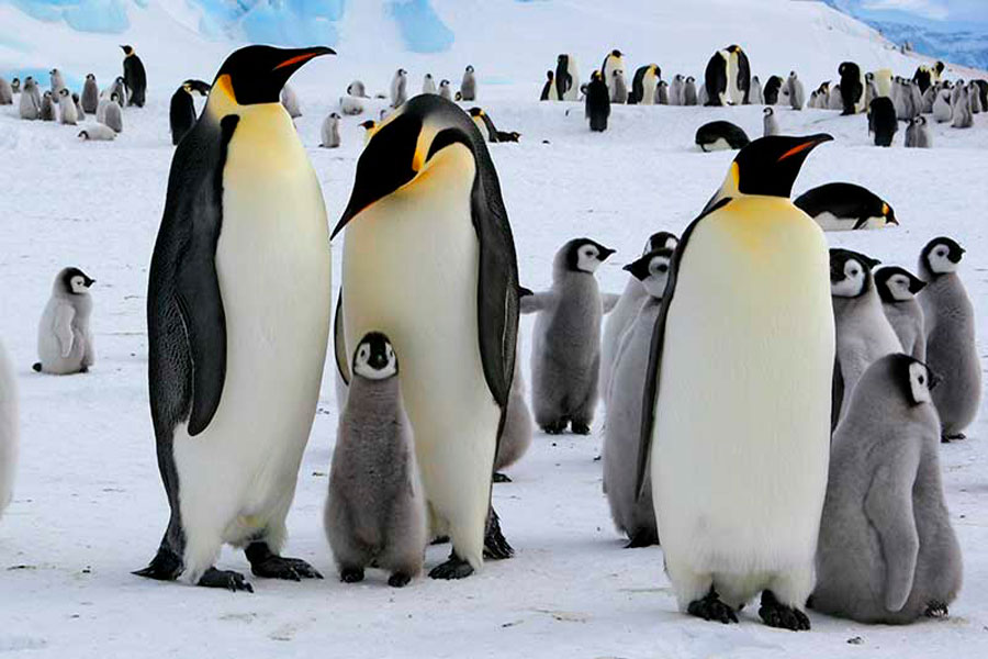 Descubren una especie extinta de pingüinos gigantes: los más grandes de la historia  del tamaño de humanos