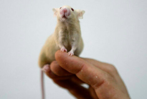 Unos ratones hambrientos prefieren aparearse a comer tras una dosis de leptina
