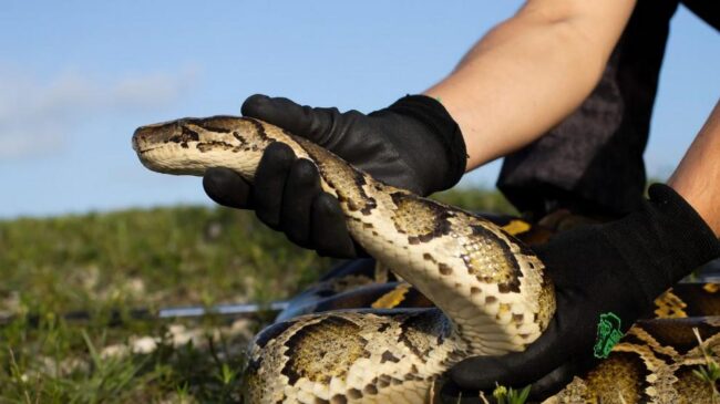 Detienen a un hombre en Miami por decapitar de un mordisco a una serpiente durante una disputa con su pareja