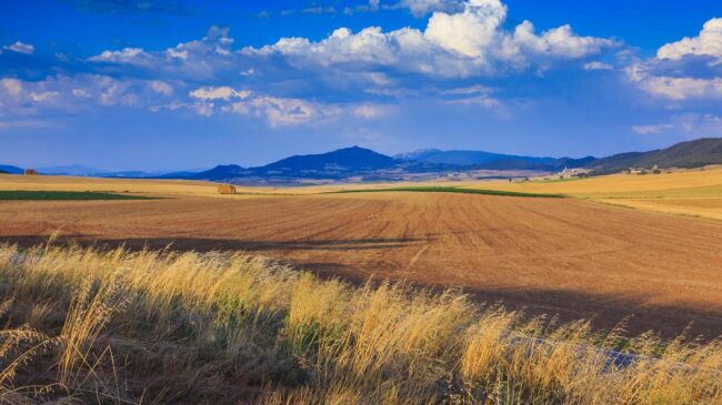 Socimis agrícolas, ¿el futuro para rentabilizar los campos de la España vaciada?