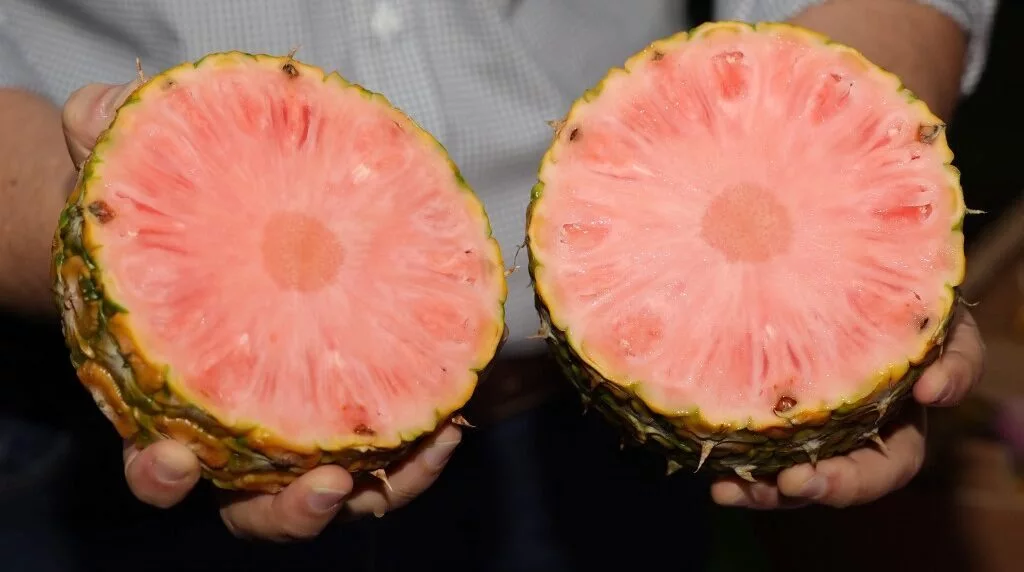 La piña rosada, un exótico manjar de Costa Rica
