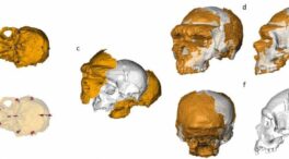 Consiguen reconstruir el cráneo del hombre de Altamura, un neandertal de hace 150.000 años
