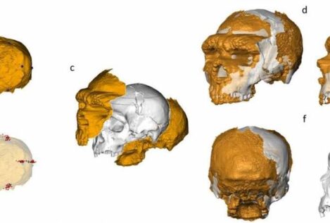 Consiguen reconstruir el cráneo del hombre de Altamura, un neandertal de hace 150.000 años