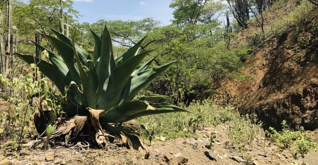 ¿En qué se diferencian el cocuy y el tequila?
