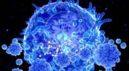 Científicos españoles hallan una proteína clave para ayudar a los linfocitos contra tumores