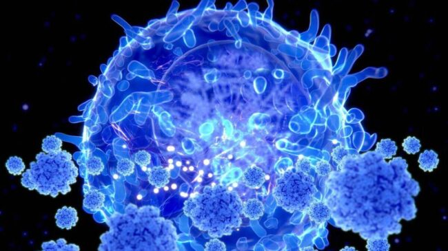 Científicos españoles hallan una proteína clave para ayudar a los linfocitos contra tumores