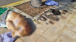 Aparecen varios animales decapitados en plena calle de Santa Cruz de Tenerife